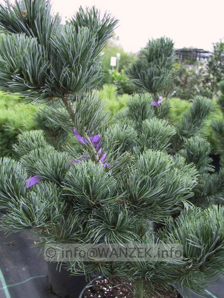 Pinus parviflora Negishi 03.jpg